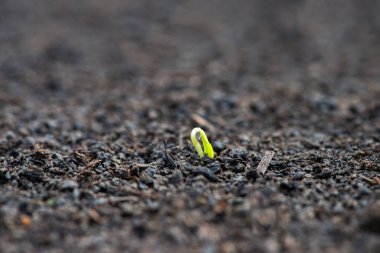 Kırsal bir bahçede domates tohumlarının filizlenmesi - seçici odak noktası