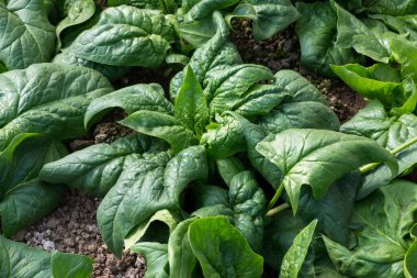 Kırsal bir bahçede domates tohumlarının filizlenmesi - seçici odak noktası