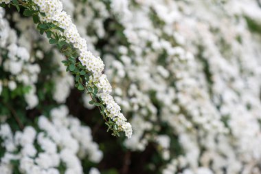 Baharda Spiraea Vanhouttei 'nin çiçek açan dalları - seçici odak noktası, kopyalama alanı