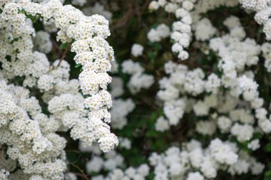Baharda Spiraea Vanhouttei 'nin çiçek açan dalları - seçici odak noktası, kopyalama alanı
