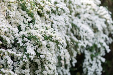 Baharda Spiraea Vanhouttei 'nin çiçek açan dalları - seçici odak noktası, kopyalama alanı