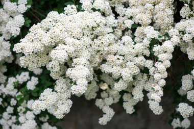 Baharda Spiraea Vanhouttei 'nin çiçek açan dalları - seçici odak noktası, kopyalama alanı