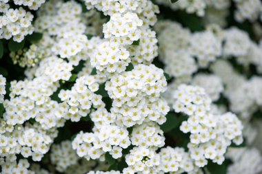 Flowering branches of Spiraea vanhouttei in the spring garden in May - selective focus, copy space