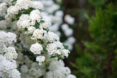 Baharda Spiraea Vanhouttei 'nin çiçek açan dalları - seçici odak noktası, kopyalama alanı