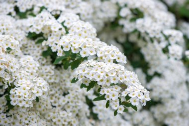 Baharda Spiraea Vanhouttei 'nin çiçek açan dalları - seçici odak noktası, kopyalama alanı
