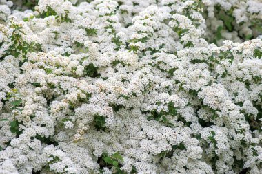 Baharda Spiraea Vanhouttei 'nin çiçek açan dalları - seçici odak noktası, kopyalama alanı