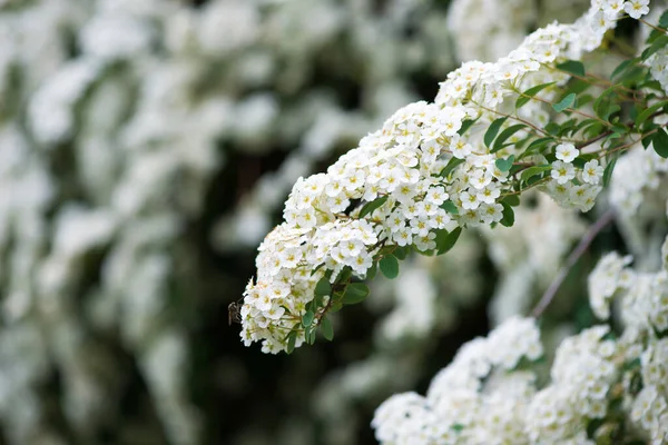 Baharda Spiraea Vanhouttei 'nin çiçek açan dalları - seçici odak noktası, kopyalama alanı