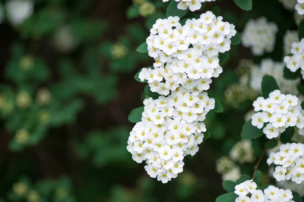 Baharda Spiraea Vanhouttei 'nin çiçek açan dalları - seçici odak noktası, kopyalama alanı