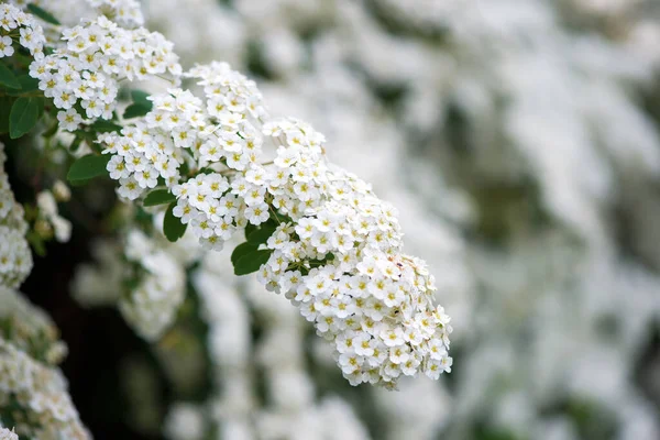 Baharda Spiraea Vanhouttei 'nin çiçek açan dalları - seçici odak noktası, kopyalama alanı
