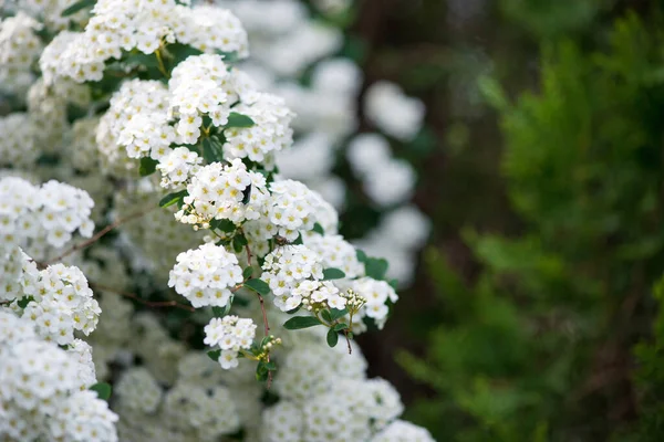 Baharda Spiraea Vanhouttei 'nin çiçek açan dalları - seçici odak noktası, kopyalama alanı