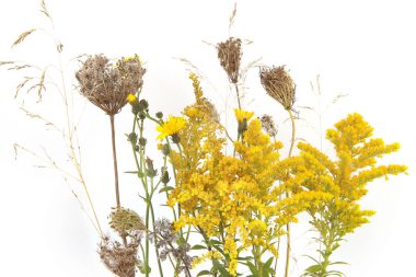 Sonbahar çayırları çiçek açıyor ve beyaz arka planda izole edilmiş yabani otlar ve otlar. Sonbaharda çayır çiçekleri (Solidago) kır çiçekleri ve bitkilerin sınırı.