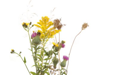 Sonbahar çayırları çiçek açıyor ve beyaz arka planda izole edilmiş yabani otlar ve otlar. Sonbaharda çayır çiçekleri (Carduus, Solidago) kır çiçekleri ve bitkilerin sınırı.