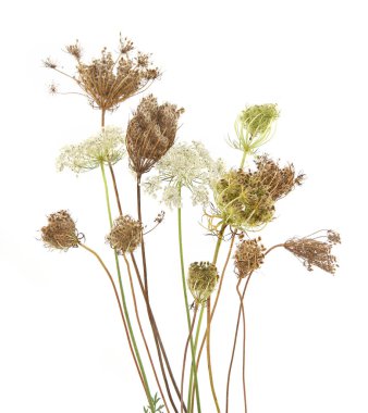 Daucus carota autumn flowering dry wild grasses or herbs isolated on white background. Autumn meadow flowers with umbels wildflowers and plants. clipart