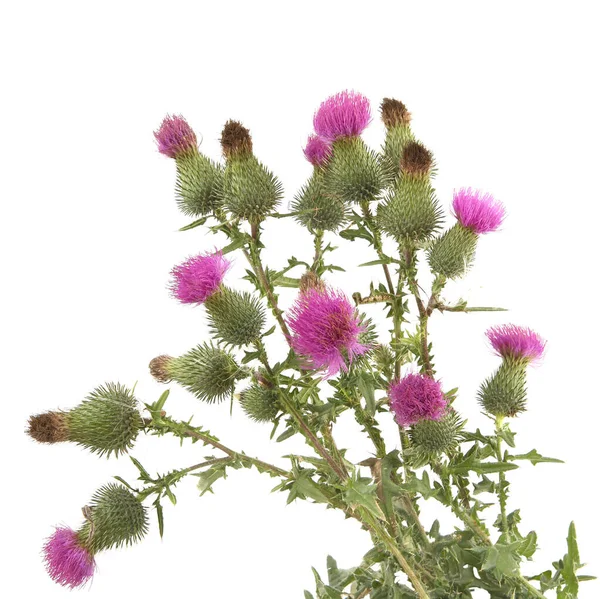 Thistle flowers Carduus isolated on white background. Blooming wild meadow plant Carduus acanthoides.