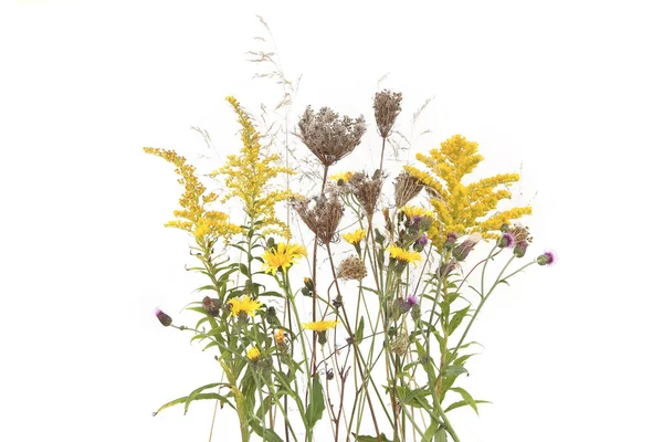 Herfst Weide Bloeiende Droge Wilde Gras Kruiden Geïsoleerd Witte Achtergrond — Stockfoto