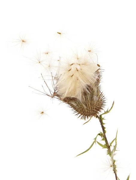 Semillas Volantes Flor Cardo Seco Carduus Aislado Sobre Fondo Blanco — Foto de Stock