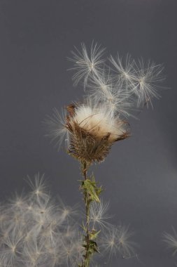 Kuru devedikeni çiçeği Carduus 'un uçan tohumları. Vahşi çayır bitkisi Carduus acanthoides.