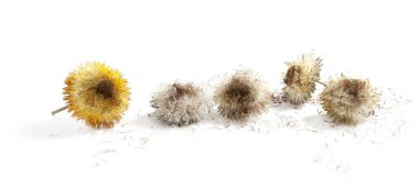 Uçan tohumlar beyaz arka planda izole edilmiş ebedi papatya çiçekleri. Rhodanthe, Strawflower veya Papatya Yaprakları sert ve kağıttır.