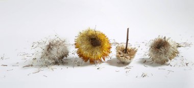 Uçan tohumlarla kurumuş ebedi papatya çiçekleri. Rhodanthe, Strawflower veya Papatya Yaprakları sert ve kağıttır.