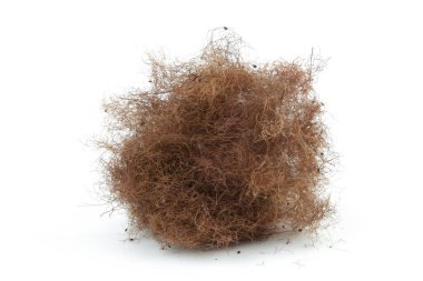 Kurumuş duman ağacı topları beyaz arka planda izole edilmiş. Süslü bahçenin kurumuş çiçekleri Cotinus, Smoketree veya tüten çalılar.