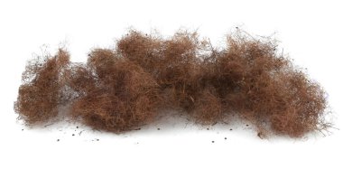 Kurumuş duman ağacı çiçeği yığını beyaz arka planda izole edilmiş. Süslü bahçenin kurumuş çiçekleri Cotinus, Smoketree veya tüten çalılar.