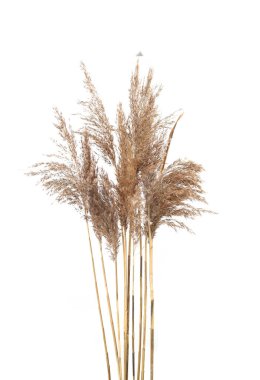 Beyaz arka planda kuru sazlıklar izole edilmiş. Bataklık bölgesinde sonbahar kuru kabarıklığı büyüyor.