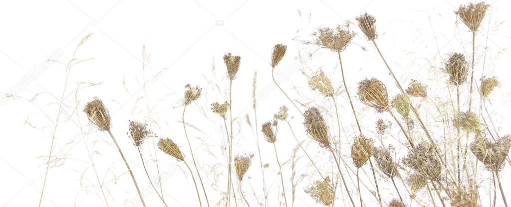 Dry Daucus carota wild flowers isolated on white background. Meadow flowers with umbels wildflowers and bentgrass in autumn or winter time.