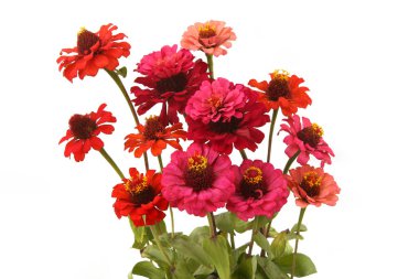 Zinnia çiçekleri beyaz arka planda izole edilmiş. Çiçekler açan güzel bahçe çiçekleri Zinnia Diablo.