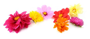 Beyaz arka planda izole edilmiş karışık bahçe çiçekleri sınırı. Yıldız çiçeğinin renkli çiçekleri mignon, aster, cosmos, zinnia çiçekleri.