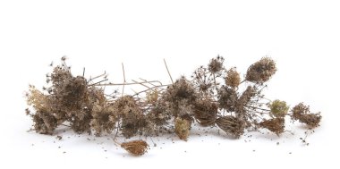 Beyaz arka planda izole edilmiş tohumları olan Daucus carota çiçekleri. Çayırların kış arkaplanı, çiçekli sütunlu otlar.