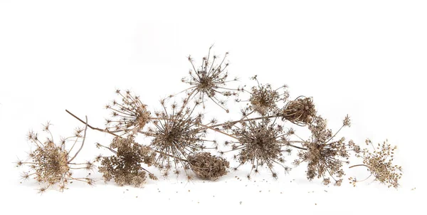 乾燥した野生の花白い背景に隔離された種子を持つDaucus Carota 草地の草の花の冬の背景に傘 — ストック写真
