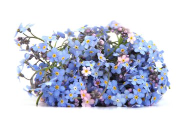 Bahar mavisi Myosotis beyaz arka planda izole edilmiş. Çiçekler Myosotis 'e 