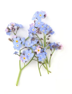 Bahar mavisi Myosotis beyaz arka planda izole edilmiş. Çiçekler Myosotis 'e 