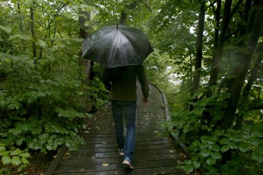 Yağmurlu bir günde siyah şemsiyeli bir adam parkta yürüyor. Islak bir ormanda ahşap bir patikadaki insan.