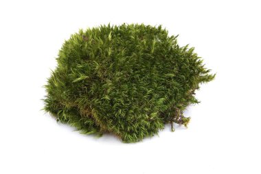 Yeşil yosun parçası beyaz arka planda izole edilmiş. Taze orman bitkisi kırıntısı, üst manzara..