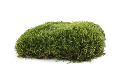 Yeşil yosun parçası beyaz arka planda izole edilmiş. Taze orman bitkisi yosunu..