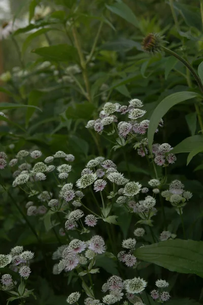 Bloeiende Astrantia Grote Grote Meesterwort Witte Bloemen Bloeien Zomer Donkere — Stockfoto