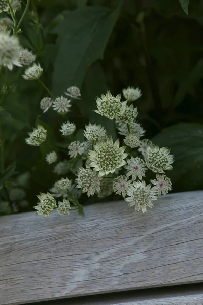 Bloeiende Astrantia Grote Grote Meesterwort Witte Bloemen Bloeien Zomer Donkere — Stockfoto