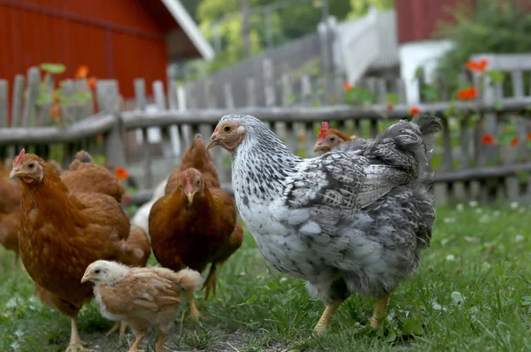 Kurczaki Domowe Pisklętami Tradycyjnym Skandynawskim Wiejskim Podwórku Lecie Kury Pisklęciem — Zdjęcie stockowe