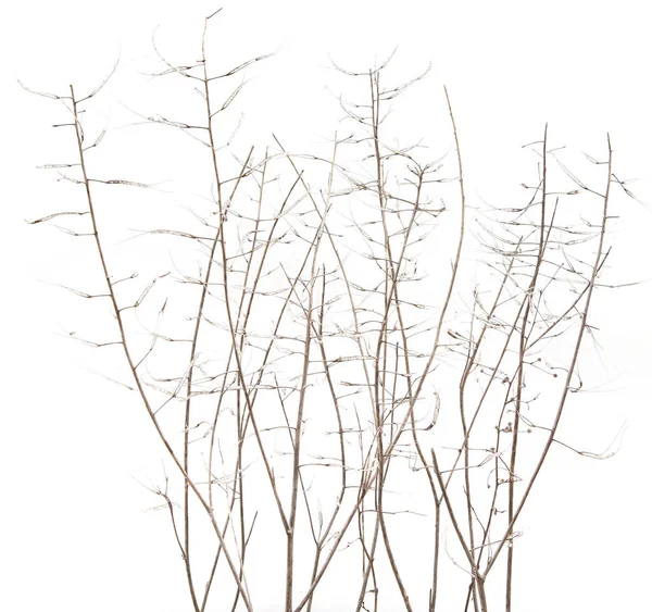 Сухі Польові Рослини Зимовий Час Ізольовані Білому Тлі Сухі Рослини — стокове фото