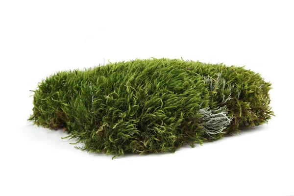 Stück Grünes Moos Isoliert Auf Weißem Hintergrund Fragment Frischer Waldflora — Stockfoto