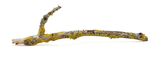 Lichen Pada Cabang Pohon Terisolasi Pada Latar Belakang Putih — Stok Foto