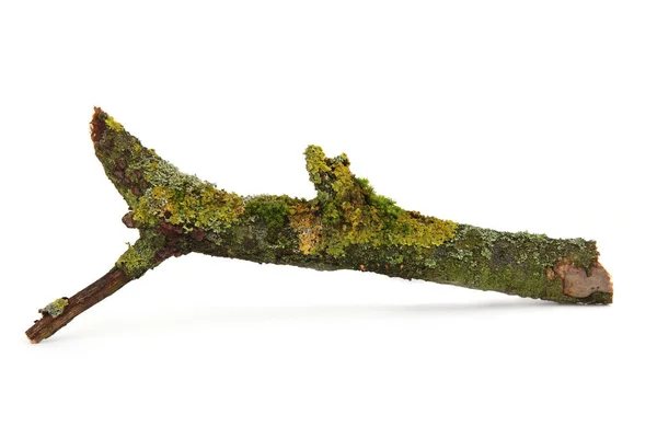 Moss Liquen Sobre Una Rama Árbol Aislada Sobre Fondo Blanco —  Fotos de Stock