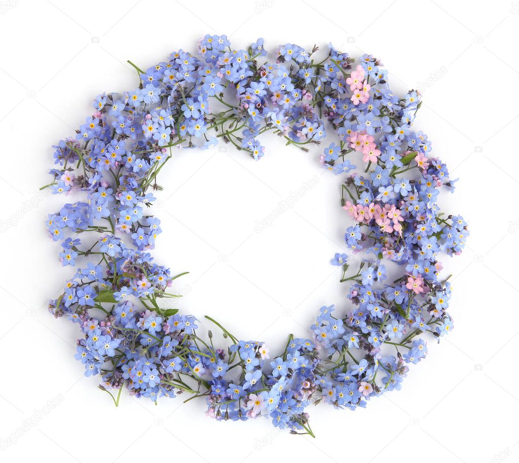 Circle of spring blue flowers Myosotis isolated on white background.  Flowers Myosotis are called forget-me-not or scorpion grasses.