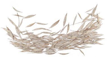 Beyaz arka planda kuru söğüt yaprakları. Kışın düşen yaprakların deseni.