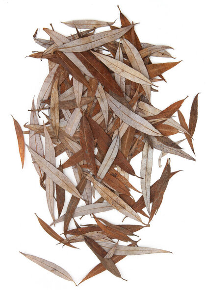 Abstract brown dry willow leaves isolated on white background. Texture of falling leaves in winter time.