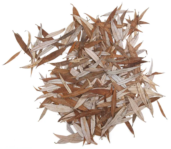 Abstract Brown Dry Willow Leaves Isolated White Background Texture Falling — Stock Photo, Image