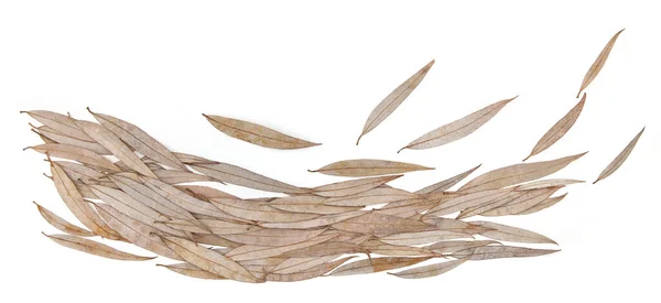 干柳叶在白色背景上被隔离 冬季落叶形态 — 图库照片