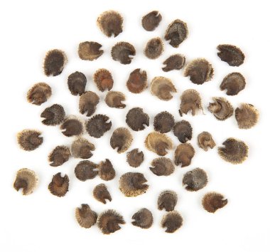 Beyaz arka planda izole edilmiş Alcea çiçeği tohumları. Pile dry Alcea rosea, Hollyhock çiçek tohumu, top view. 