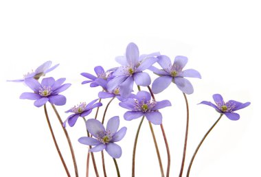 İlk bahar çiçekleri, Anemone hepatikası beyaz arka planda izole edilmiş. Çiçekli mavi menekşe yabani orman çiçekleri karaciğer otu.